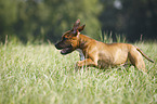 Staffordshire Bull Terrier runs over meadow