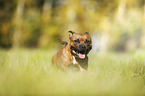 running Staffordshire Bull Terrier