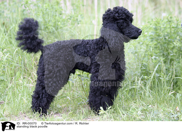 standing black poodle / RR-00070