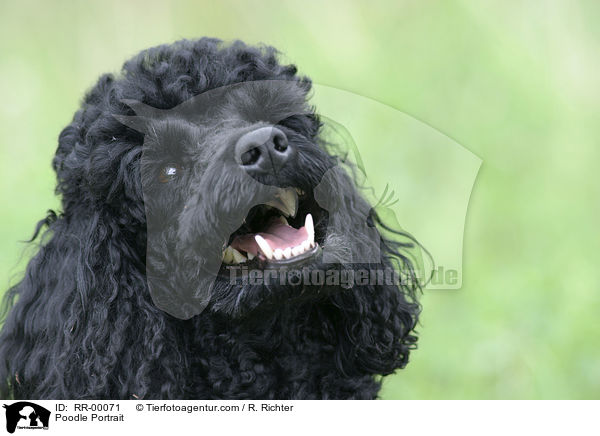 Pudel / Poodle Portrait / RR-00071