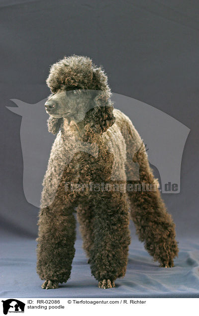 standing poodle / RR-02086
