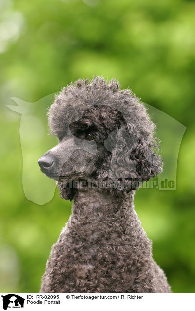 Poodle Portrait / RR-02095