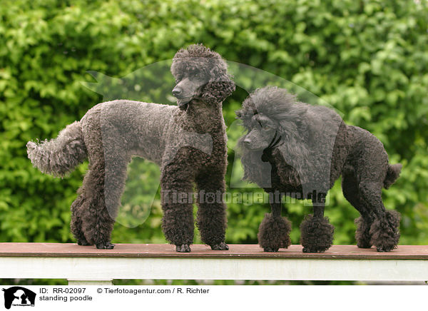 standing poodle / RR-02097