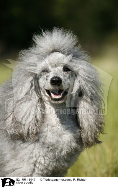 Silberpudel / silver poodle / RR-13947