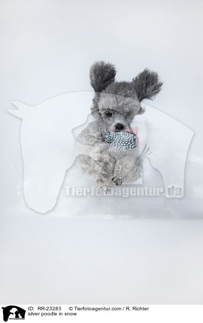 silver poodle in snow / RR-23283