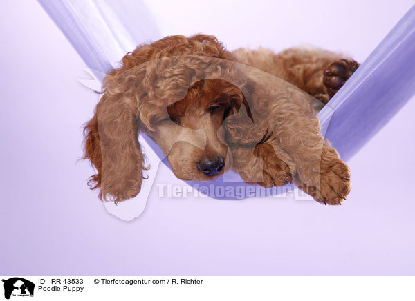 Kleinpudel Welpe / Poodle Puppy / RR-43533