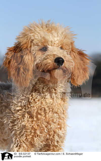 Kleinpudel Portrait / poodle portrait / SS-32137