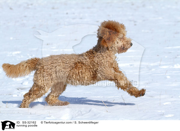 rennender Kleinpudel / running poodle / SS-32162