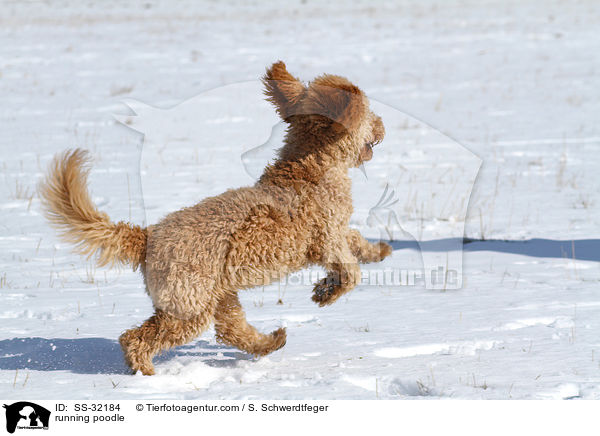 rennender Kleinpudel / running poodle / SS-32184