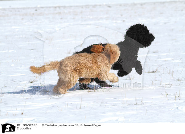 2 Kleinpudel / 2 poodles / SS-32185