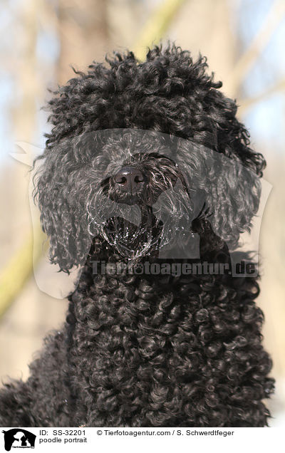 Kleinpudel Portrait / poodle portrait / SS-32201