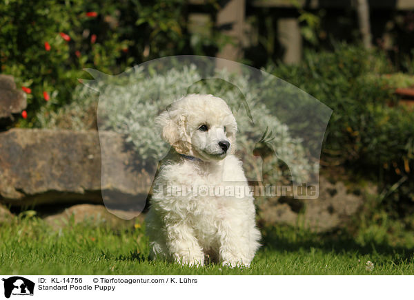 Kleinpudel Welpe / Standard Poodle Puppy / KL-14756