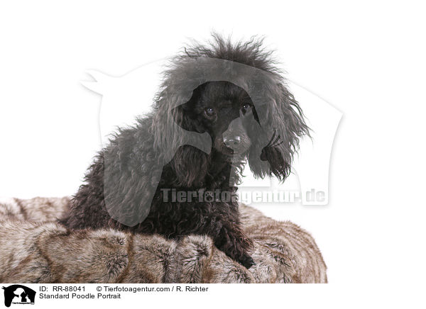 Kleinpudel Portrait / Standard Poodle Portrait / RR-88041