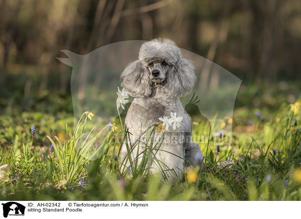 sitzender Kleinpudel / sitting Standard Poodle / AH-02342