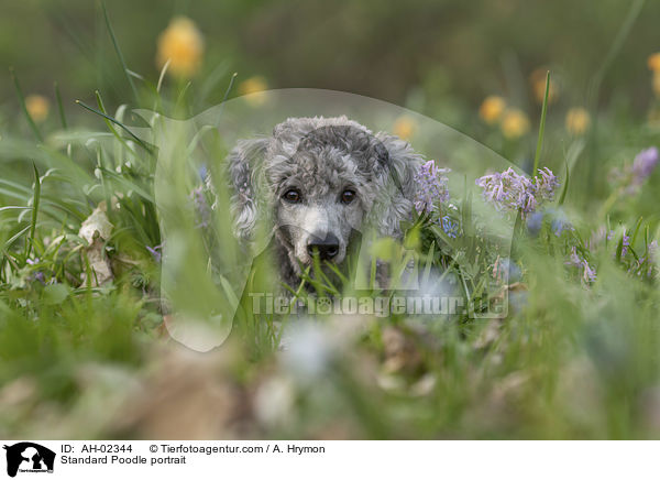 Kleinpudel Portrait / Standard Poodle portrait / AH-02344