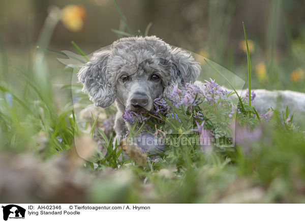 liegender Kleinpudel / lying Standard Poodle / AH-02346