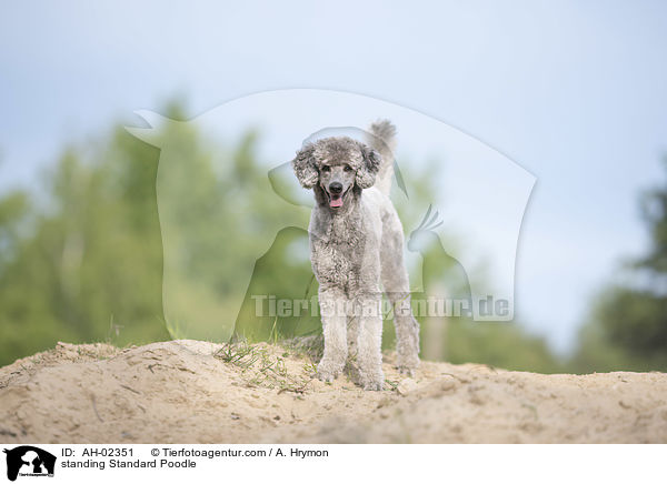 stehender Kleinpudel / standing Standard Poodle / AH-02351