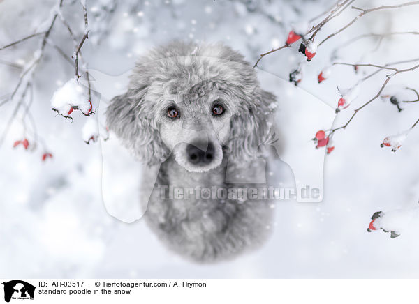 Kleinpudel im Schnee / standard poodle in the snow / AH-03517