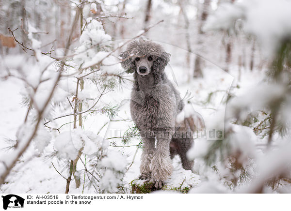 Kleinpudel im Schnee / standard poodle in the snow / AH-03519