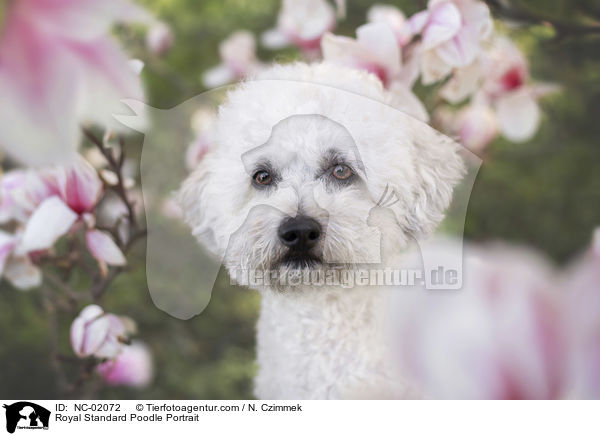 Kleinpudel Portrait / Royal Standard Poodle Portrait / NC-02072