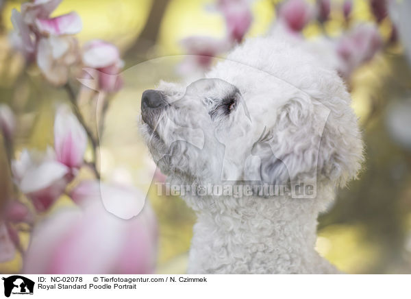 Kleinpudel Portrait / Royal Standard Poodle Portrait / NC-02078