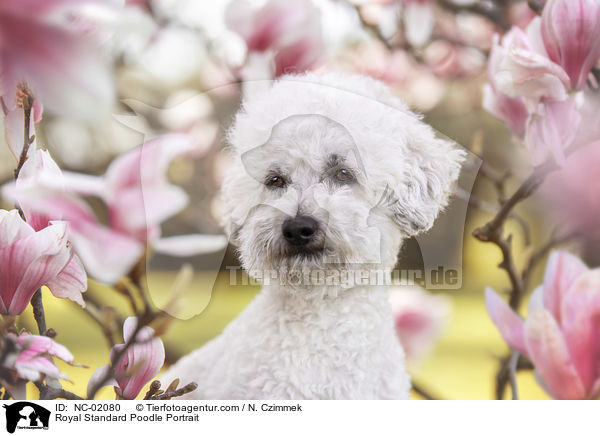 Kleinpudel Portrait / Royal Standard Poodle Portrait / NC-02080