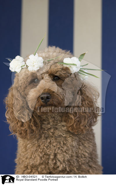 Kleinpudel Portrait / Royal Standard Poodle Portrait / HBO-04521