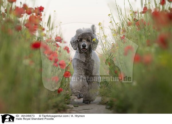 Kleinpudel Rde / male Royal Standard Poodle / AH-06673