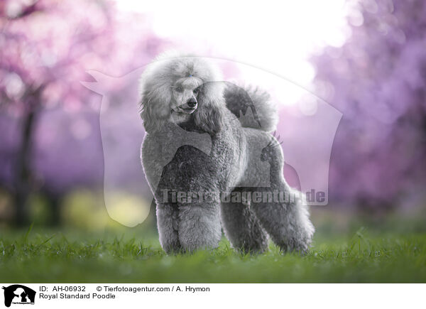 Kleinpudel / Royal Standard Poodle / AH-06932