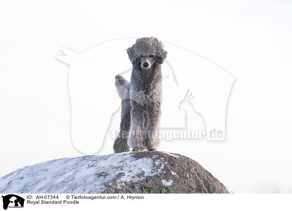 Kleinpudel / Royal Standard Poodle / AH-07344