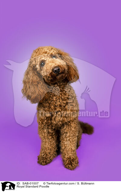 Kleinpudel / Royal Standard Poodle / SAB-01007