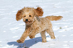 running poodle