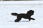 running poodle