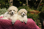 Standard Poodle Puppies