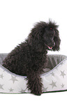 sitting Standard Poodle