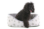 sitting Standard Poodle