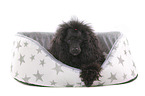 lying Standard Poodle