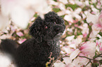 Royal Standard Poodle Portrait