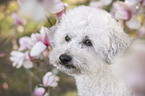 Royal Standard Poodle Portrait