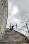 male Royal Standard Poodle