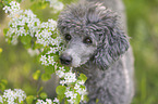 male Royal Standard Poodle