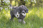 male Royal Standard Poodle