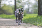 male Royal Standard Poodle