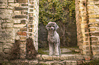 male Royal Standard Poodle