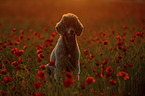 male Royal Standard Poodle