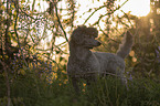 Royal Standard Poodle