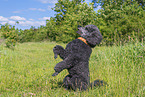 Royal Standard Poodle