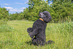 Royal Standard Poodle