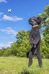 Royal Standard Poodle