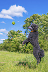 Royal Standard Poodle